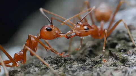 Understanding Ant Infestations